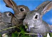 bunnies2.jpg